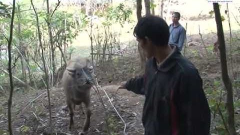 Lễ cúng rừng "Đông Hầu" và "Đông Chứ" của người Nùng ở Nà Pá, Si Ma Cai, Lào Cai