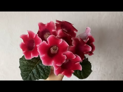 Цветочные новости /