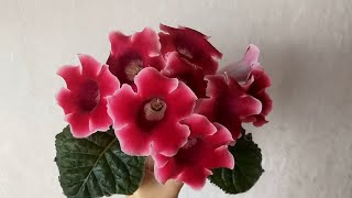 Цветочные новости / Кто болел, кто вырос, а кто цветет