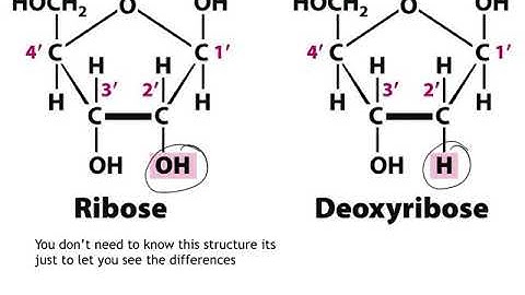 CfE Higher Biology 1 3 Gene Expression RNA video 1