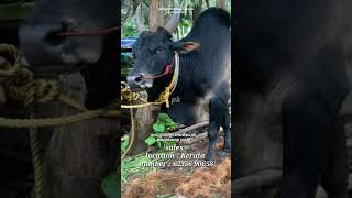 Pk Jallikattu Kaalai Sales Video