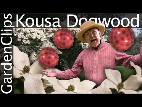 Kousa Dogwood - Cornus Kousa - Korean Dogwood - Japanese Dogwood - Chinese Dogwood