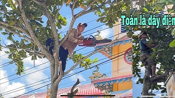 E Cường và A Đồng leo Cưa những cây Bàng Nhớt có nhiều đường dây điện bên dưới có hàng rào