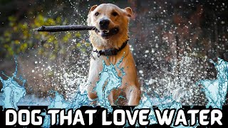 Dog Breeds That Love Water | Choosing a WaterFriendly Pup