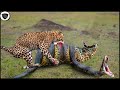 Leopard Rushed To Destroy Python Because He Dared To Squeeze His Comrades
