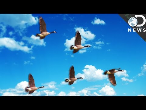 The Real Reason Birds Fly In A V-Formation