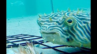 Pufferfish Resurfaces In Outer Banks Crab Trap - Caught On Gopro!