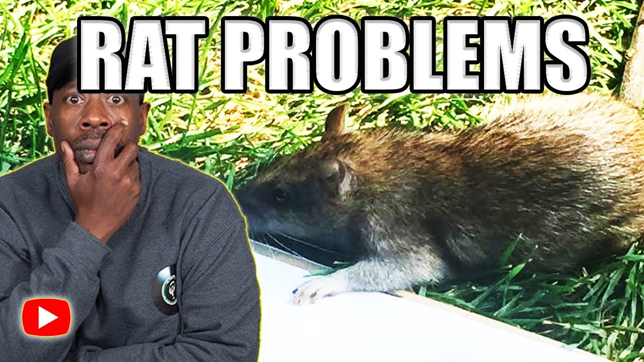 Rat Problem Toronto The Toronto Rat Problem Is Out Of Control - YouTube