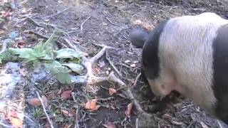 Pigs in the No-Till Permaculture System