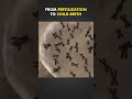 From Fertilization To Childbirth Complete Process 3D Animation #foryou #shorts #short
