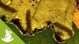 The problem of the leaf-eating caterpillars