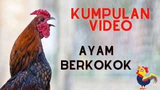 Kumpulan Video Ayam Berkokok di Pagi Hari (Rooster Crowing)