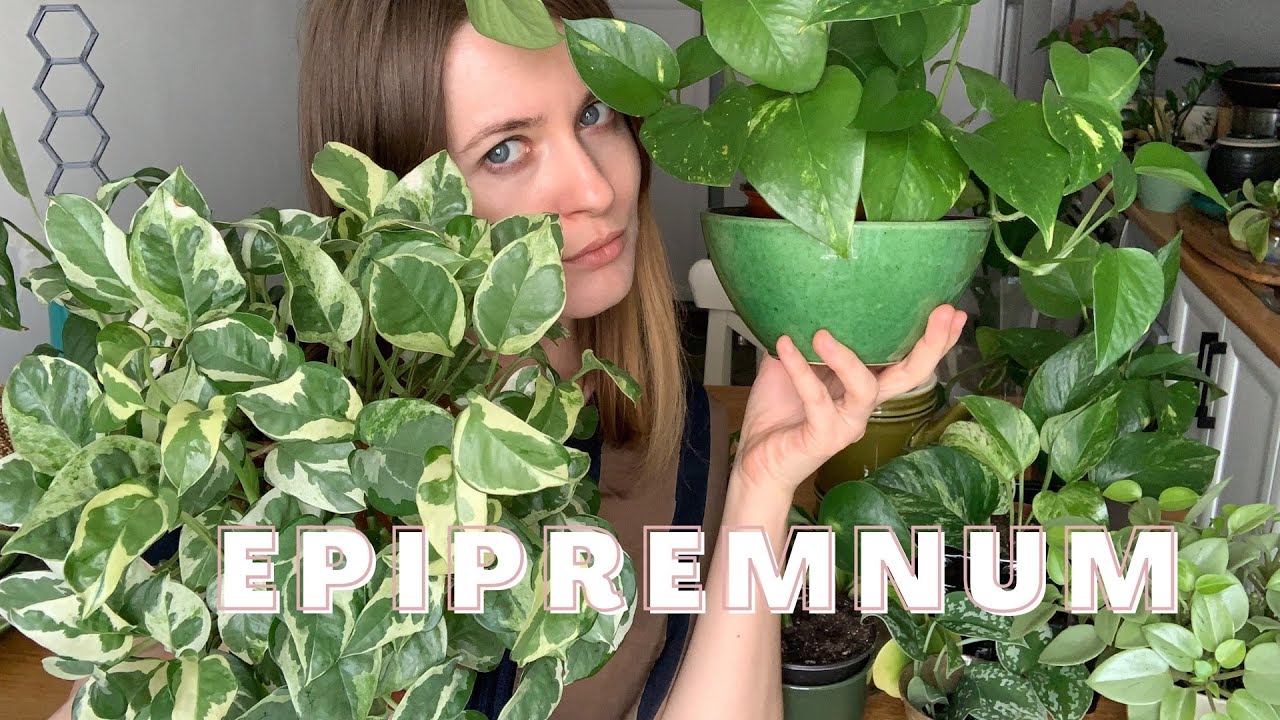 EPIPREMNUM - przesadzanie