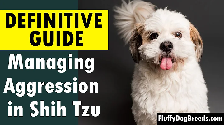 Gérer l'agressivité chez le Shih Tzu : Guide complet