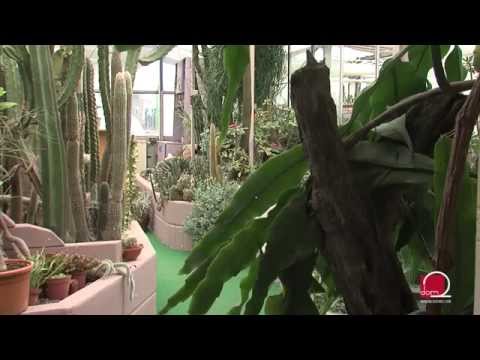 Video: Informacije o kaktusima i sukulentnom razmnožavanju