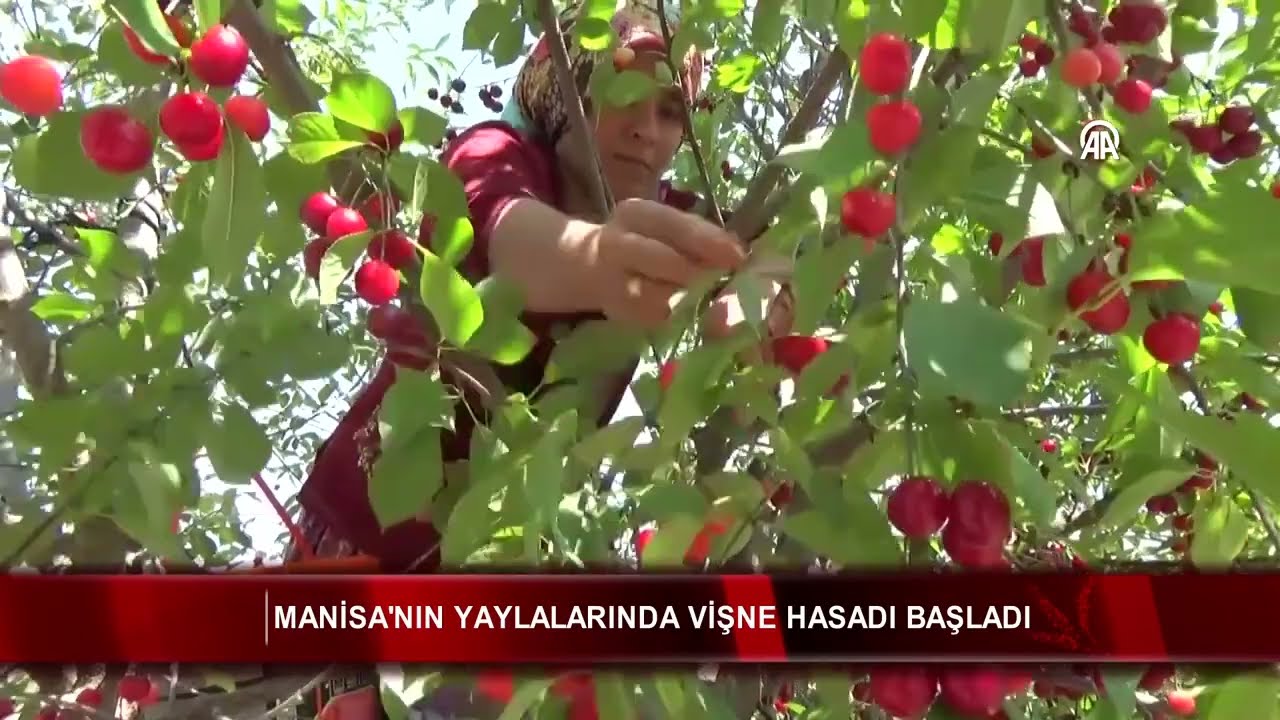 Manisa'nın yaylalarında vişne hasadı başladı 🍒