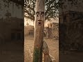Before Mobile Games, There Was Gilli Danda | Indian Nostalgia