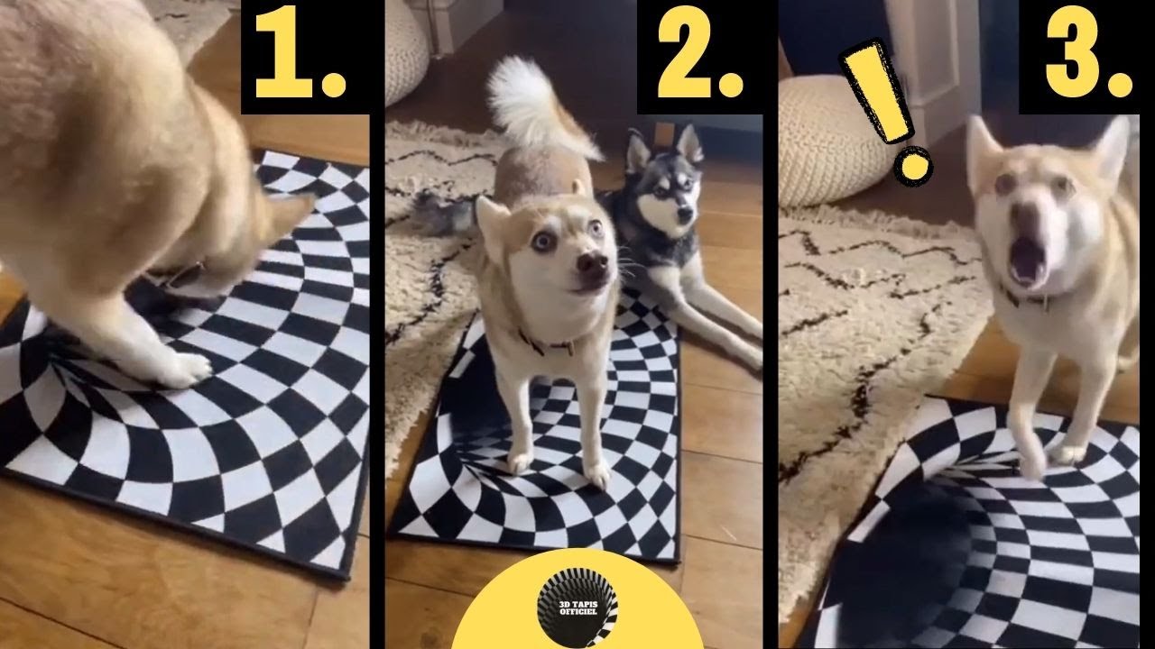 🐶 The strangest dog sinkhole illusion video ever 