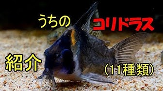 コリドラス Youtube