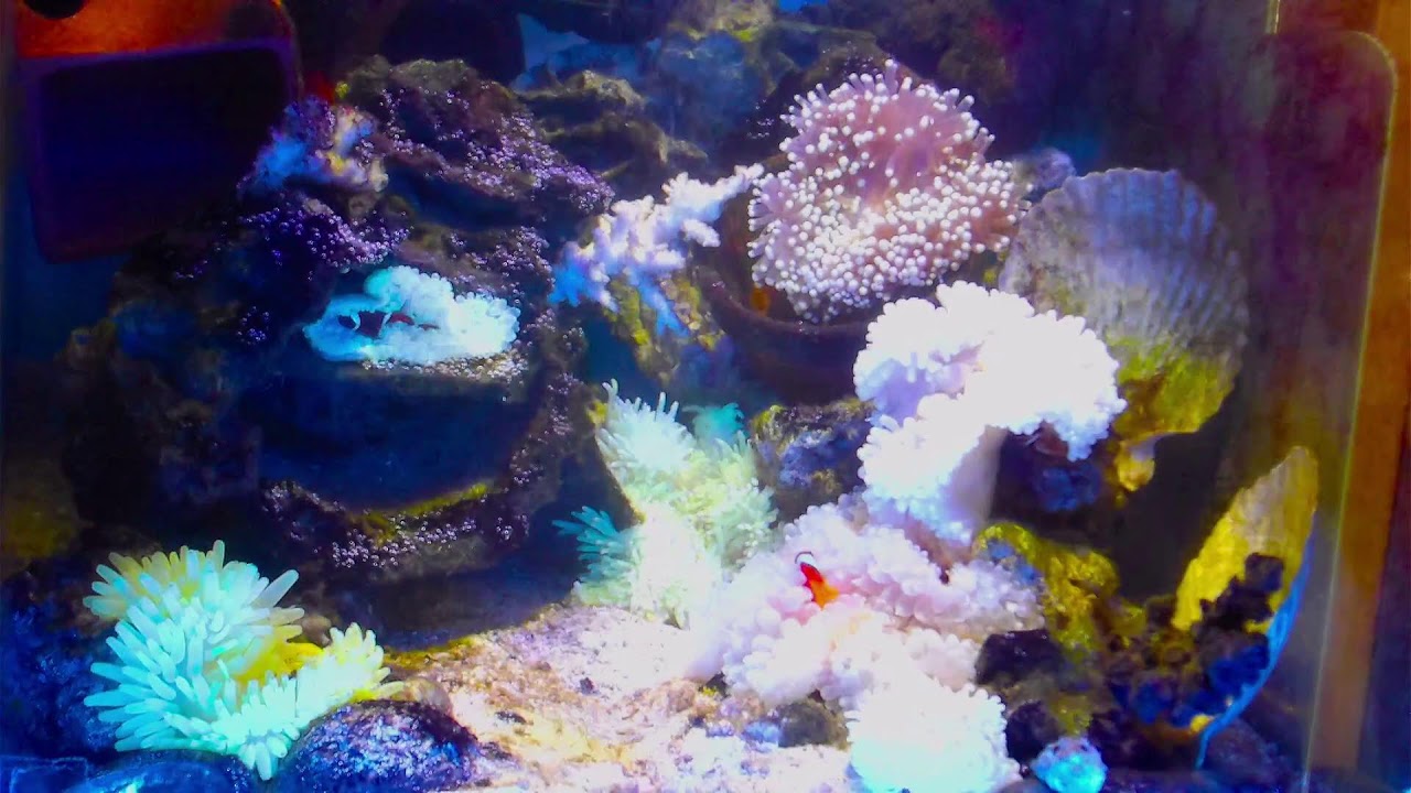 #live #nemo #Aquarium     Aquarium Live.    at this time     eal life Marine fish tanks in the home
