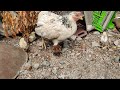 Mypet Chicken || Pet hen with Chicks