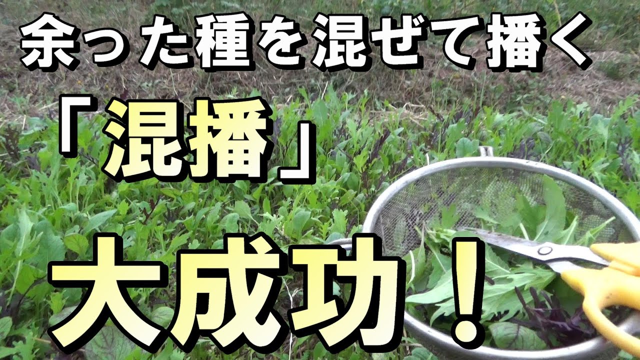 【自然農】余った種を混ぜて播く「混播」大成功の秘訣と収穫の仕方　2023年11月16日【natural farming】