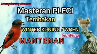 Masteran PLECI Tembakan Winter Koning Sambung Mantenan Sangat Cocok untuk Pleci Bahan