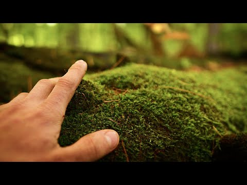 Searching for ASMR in Nature