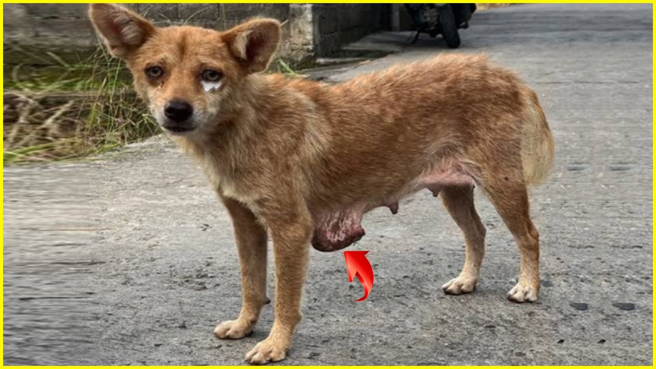 Once Abandoned, A Dog Finds Compassion and a Second Chance at Life