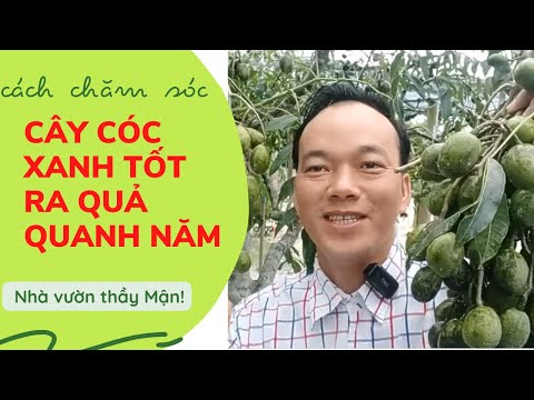 Video Cách chăm sóc cây cóc xanh tốt và ra quả quanh năm - youtube