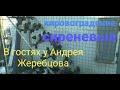 Кировоградские сиреневые. В гостях у Андрея Жеребцова. Николаевские голуби. Часть 1 Nikolaev pigeons