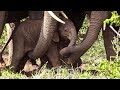 Baby Elephant Meets His Family for the First Time!