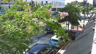 1WebsiteNow LIVE Downtown DeLand | South Woodland Blvd | 2026-08-12 9 AM ET