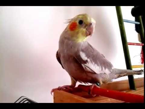 Super Cute Cockatiel Singing and Whistling.