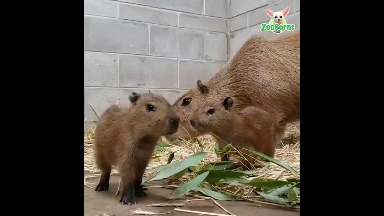 A Pair Of Baby Capybaras For Cape May 