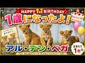 【1歳の誕生日】アル・デン・ベガ、生まれてからの1年|のんほいパーク ライオンファミリー