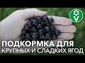 ПОДКОРМКА СМОРОДИНЫ натуральным и доступным всем продуктом!