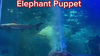 Elephant Puppet views the tunnel tank