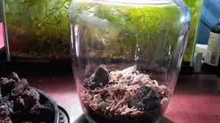 How To Care Of Venus Flytrap / Terrarium