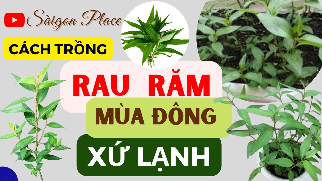 Cách Trồng Rau Răm mùa đông xứ lạnh 🇦🇺 Cuộc Sống Úc 136 @SaigonPlace ...