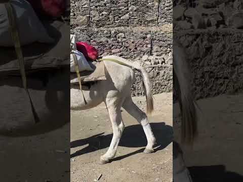 Himalayan Transportation