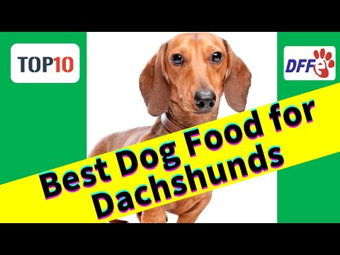 Video: Top 3 Petunjuk Untuk Mengajar Dachshund Anda