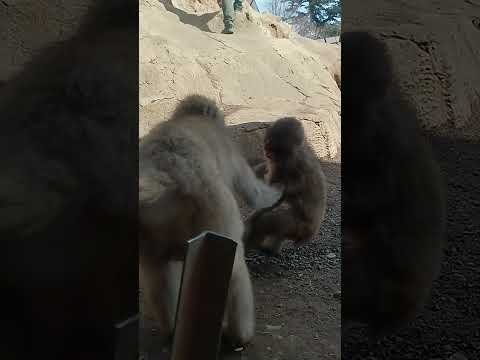 さる園（高尾山 日本猿）2026.3.7