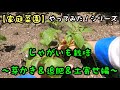 【家庭菜園】じゃがいも栽培〜芽かき＆追肥＆土寄せ編〜(2021.4.21)