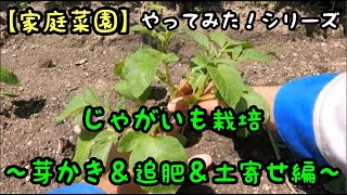 【家庭菜園】じゃがいも栽培〜芽かき＆追肥＆土寄せ編〜(2021.4.21)