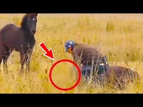 Он спас дикую лошадь, а через секунду получил от неё невероятное «спасибо»