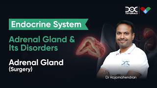 Adrenal Gland: A Surgical Perspective | Endocrine System | Dr Rajamahendran | DocTutorials