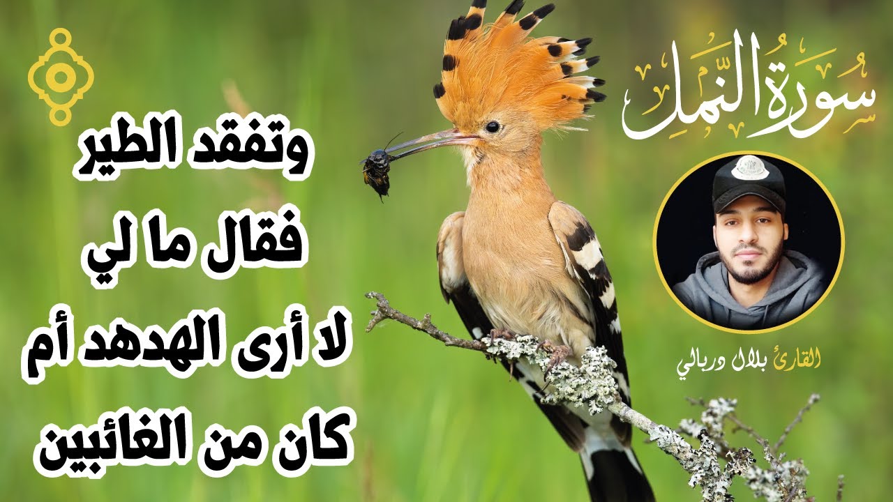 وتفقد الطير فقال ما لي لا أرى الهدهد أم كان من الغائبين - من سورة النمل 🐜 بصوت الشيخ بلال دربالي 😴