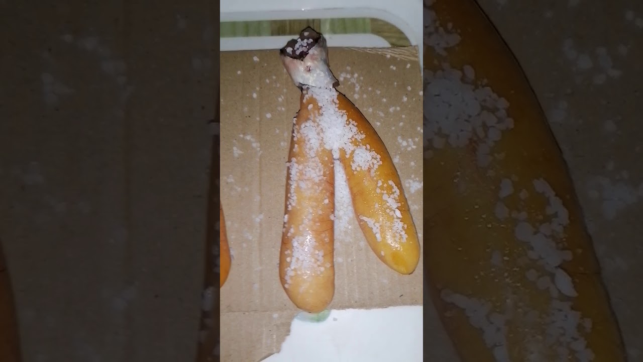 طريقة تمليح البطارخ وعمل الكافيار