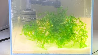 Blue shrimp aquarium live stream